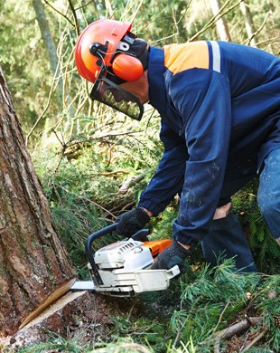 Big Guy's Tree Service logo