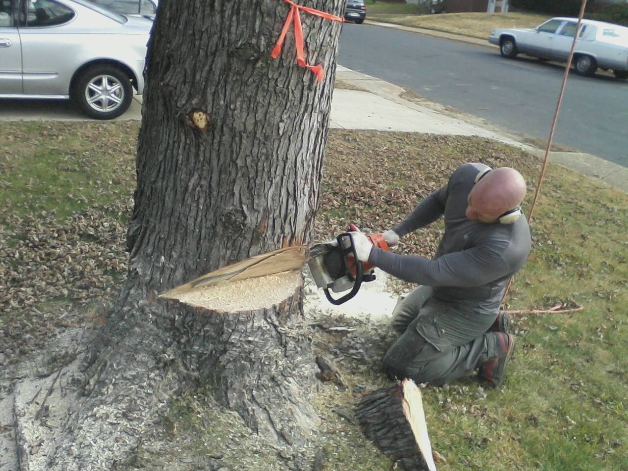 Avatar for Sunrise Tree & Landscaping LLC
