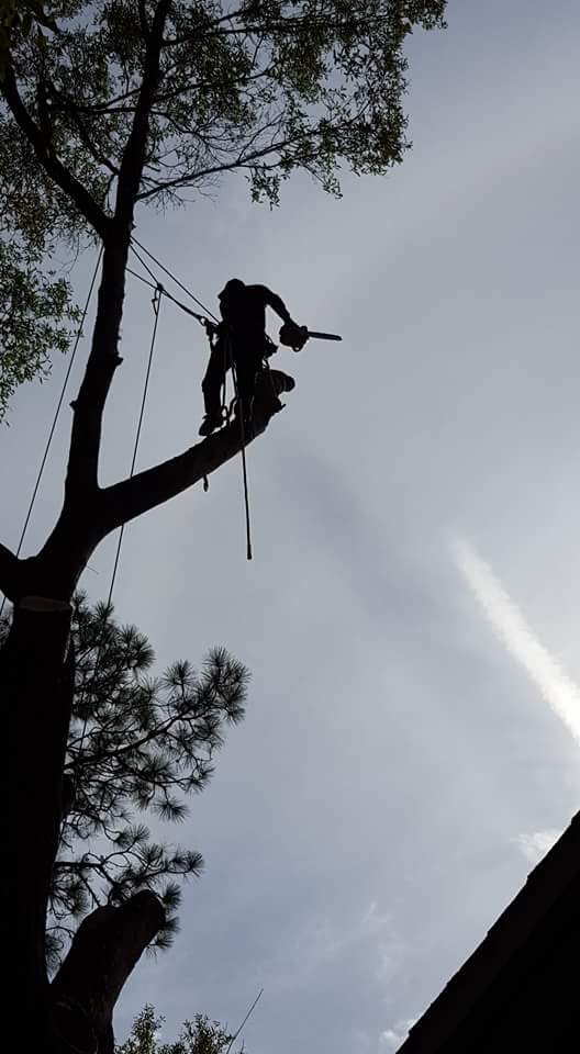 Avatar for A Fast Response Tree Service