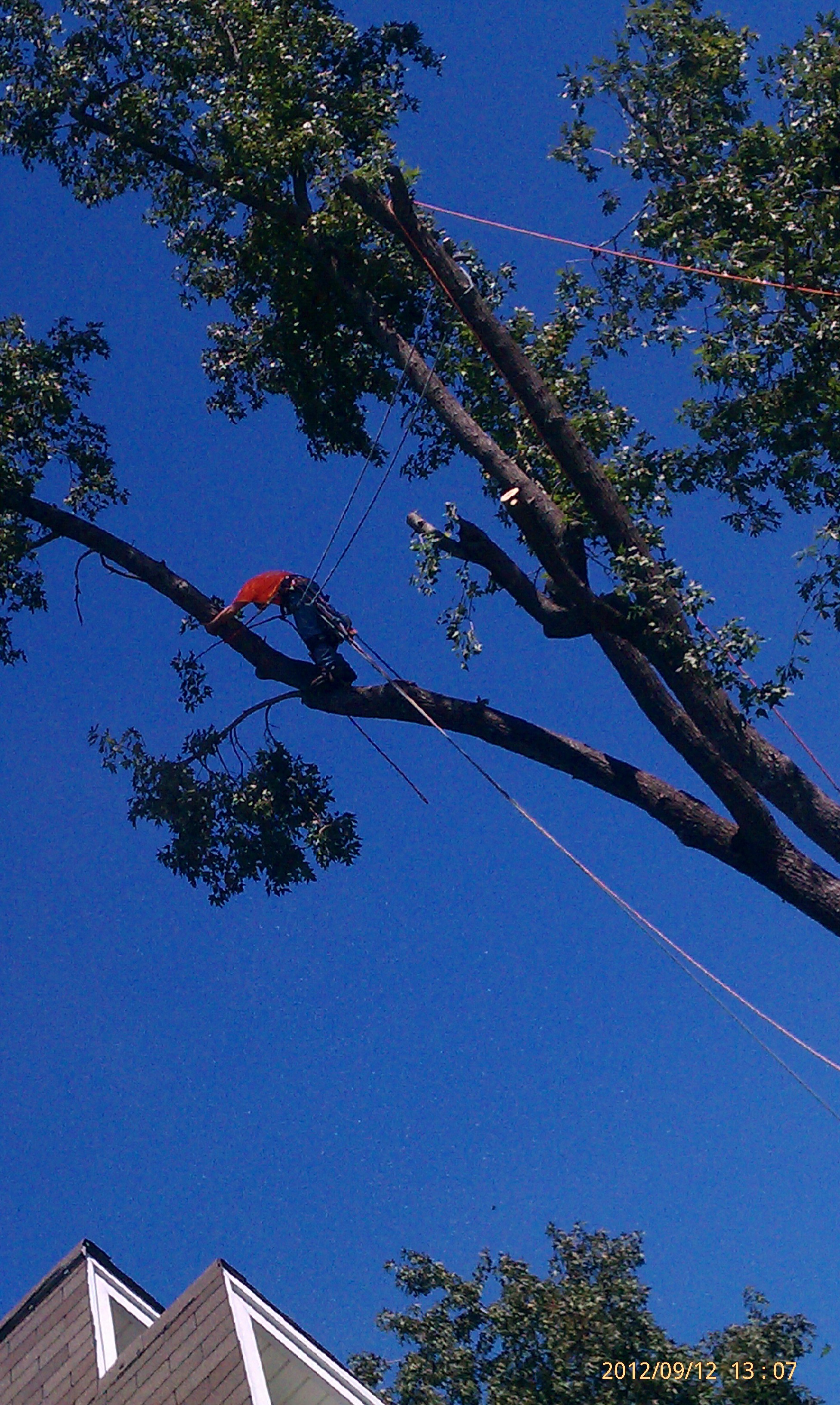 Avatar for Arbor Care Tree Service