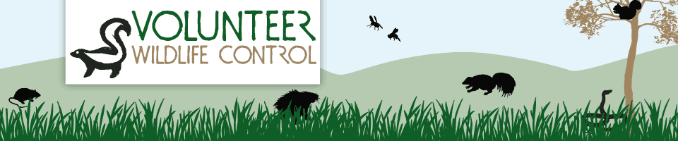 Avatar for Volunteer Wildlife Control