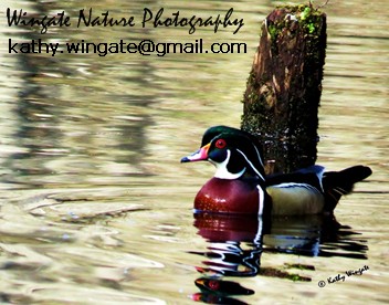 Logo for Wingate Photo Restoration and Nature Photography