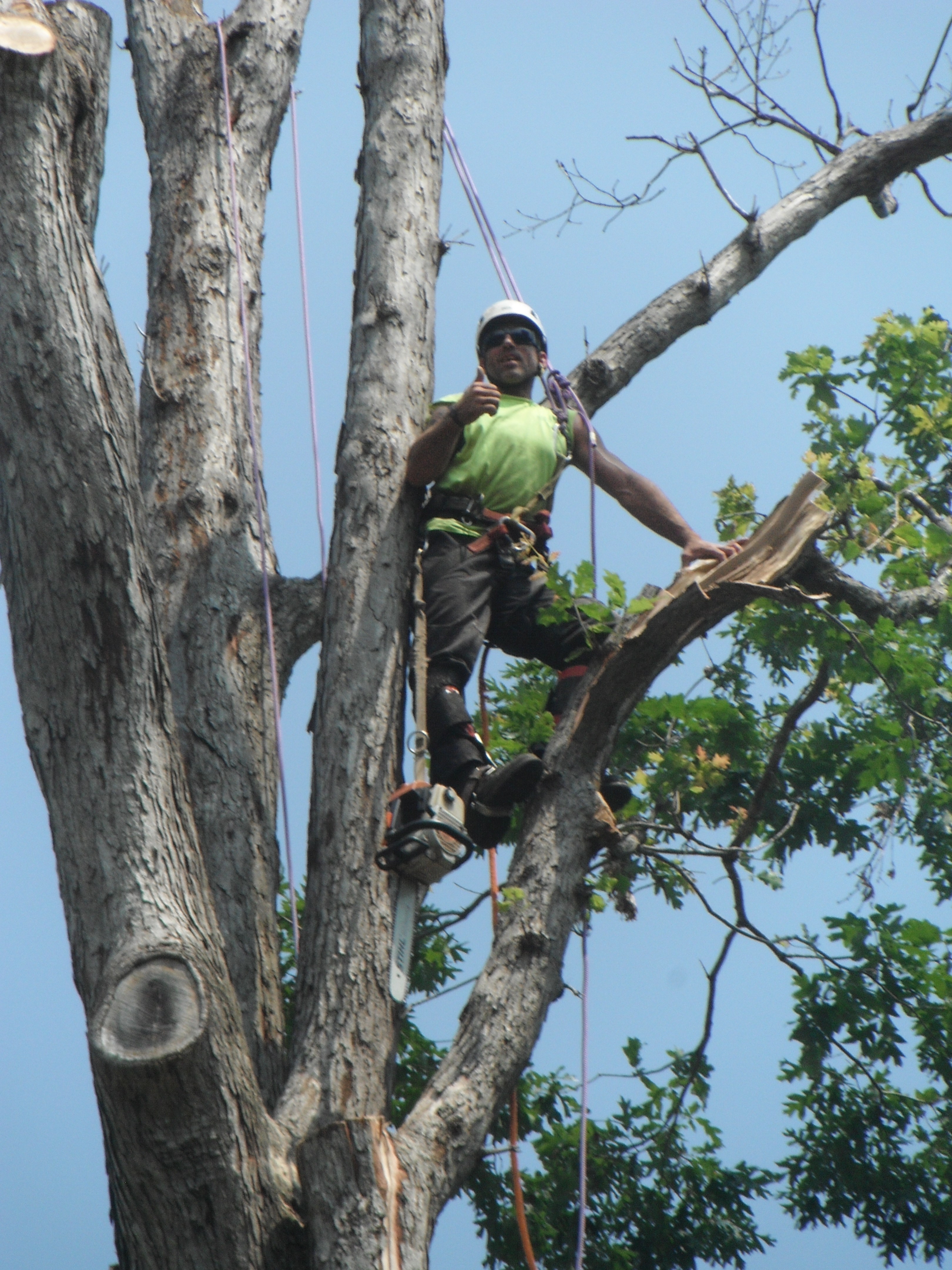 ALLEY'S TREE REMOVAL logo