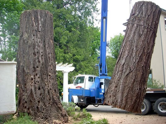 P And D Tree Service logo