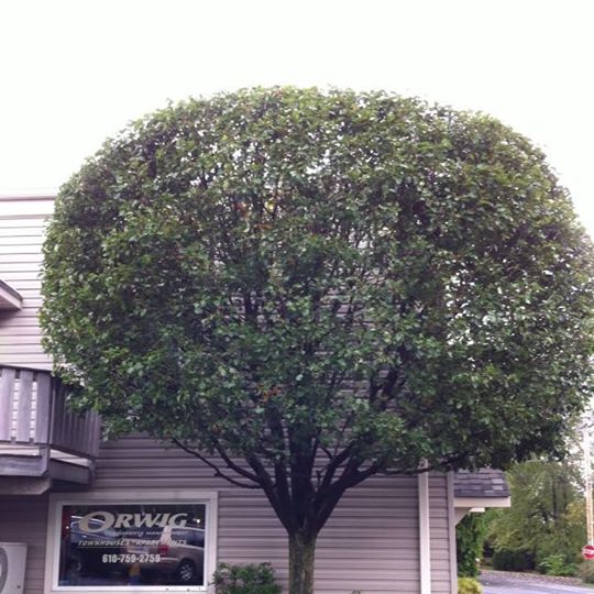 Hess Tree Service logo
