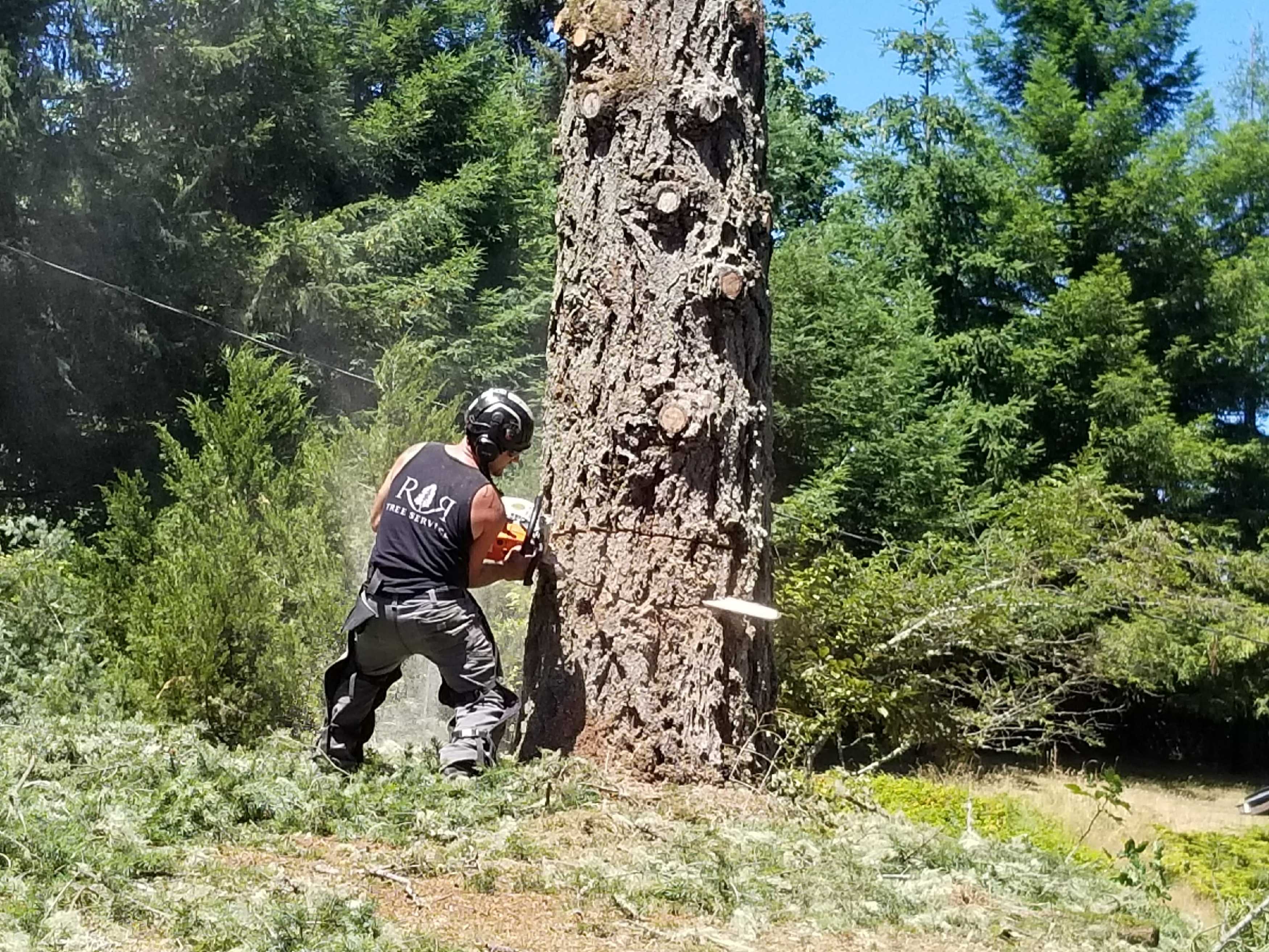 R & R Tree Service, Inc. logo