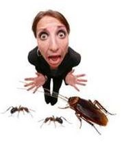Avatar for ABROCK PEST MANAGEMENT