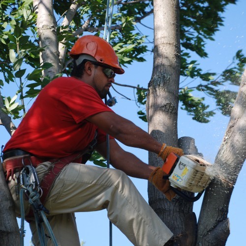 Logo for Smitty's Tree & Arbor Service Inc