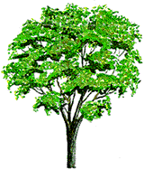 Avatar for Alvarado Tree Service Co Inc