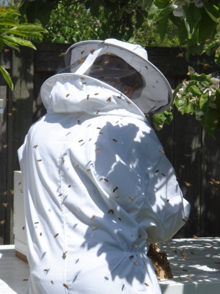 Dan The Bee Man logo