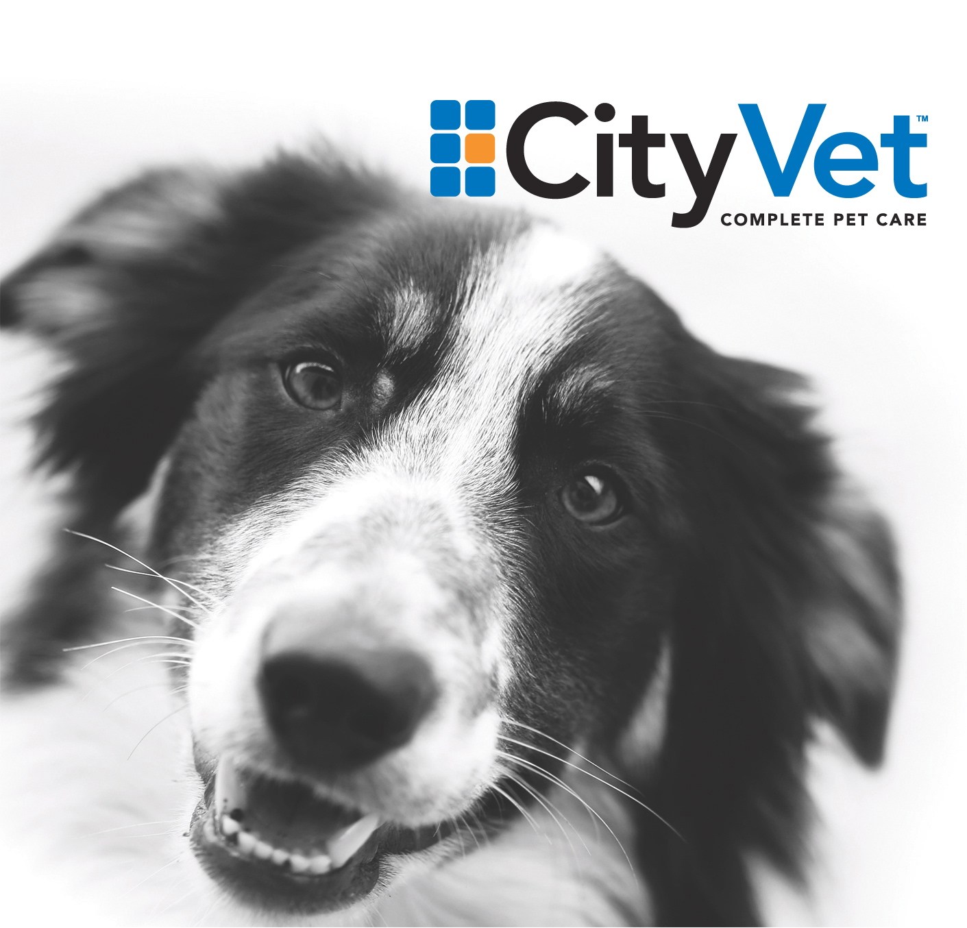 CityVet logo