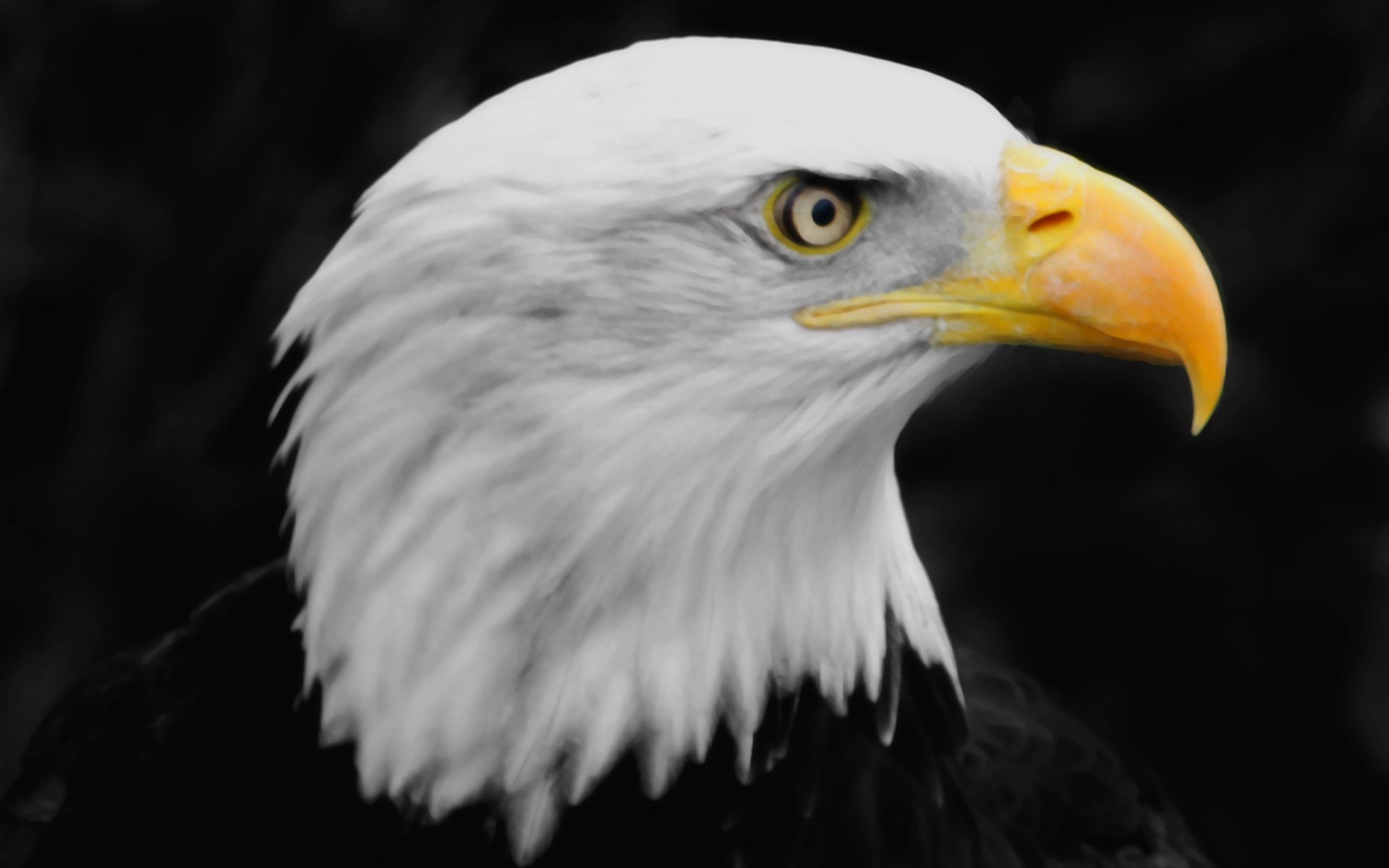 Logo for A Eagle Gutters