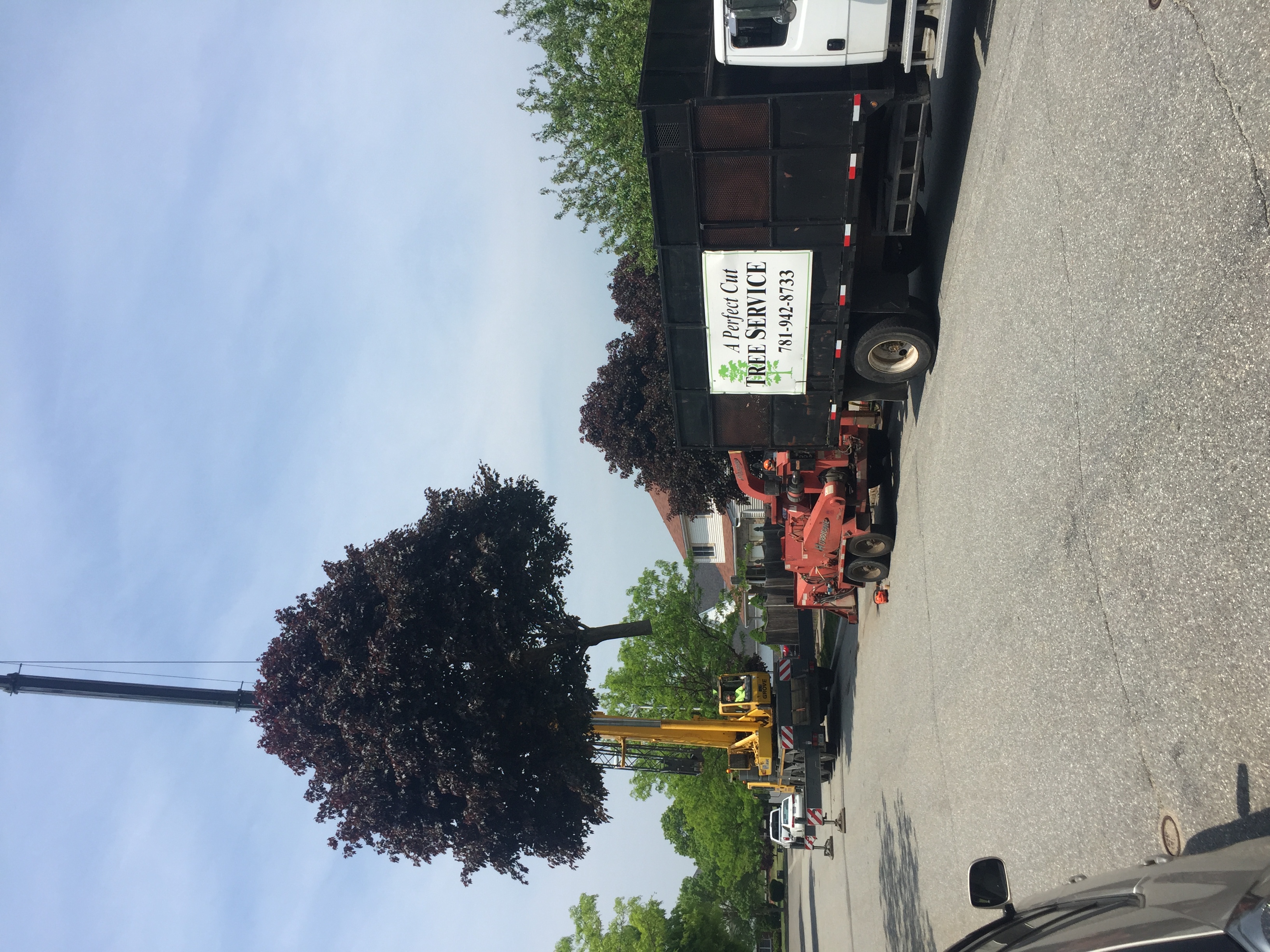 A Perfect Cut Tree Service logo