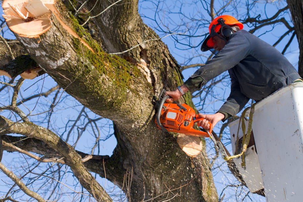 Avatar for Parker's Tree Service