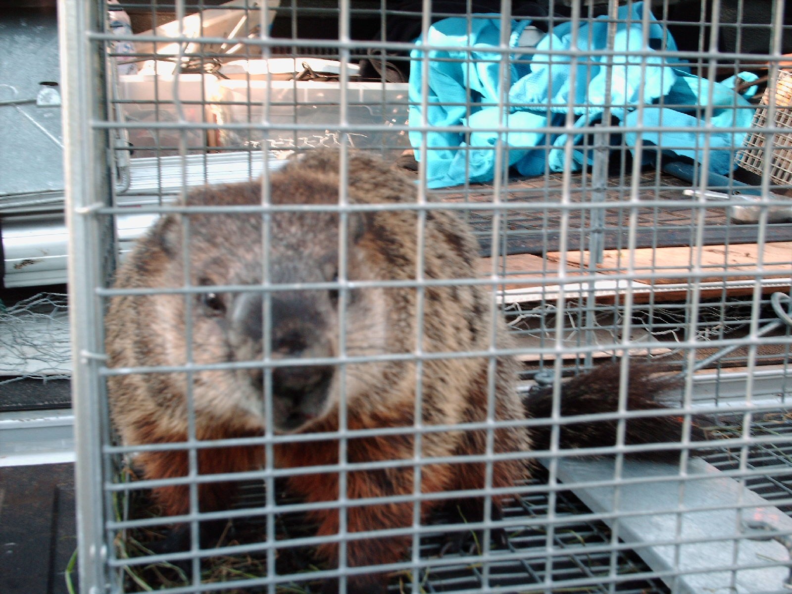 Big Bear Wildlife Control LLC logo