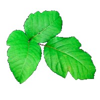 The Poison Ivy Guy ~ Undesirable Plant Eradication Only logo