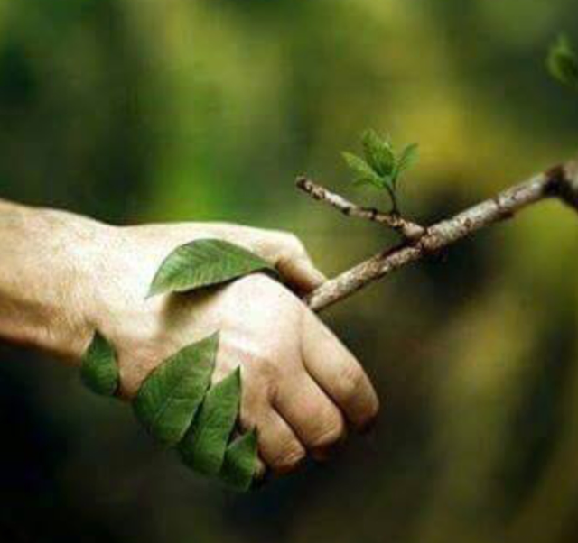 Green Leaf Tree Service logo