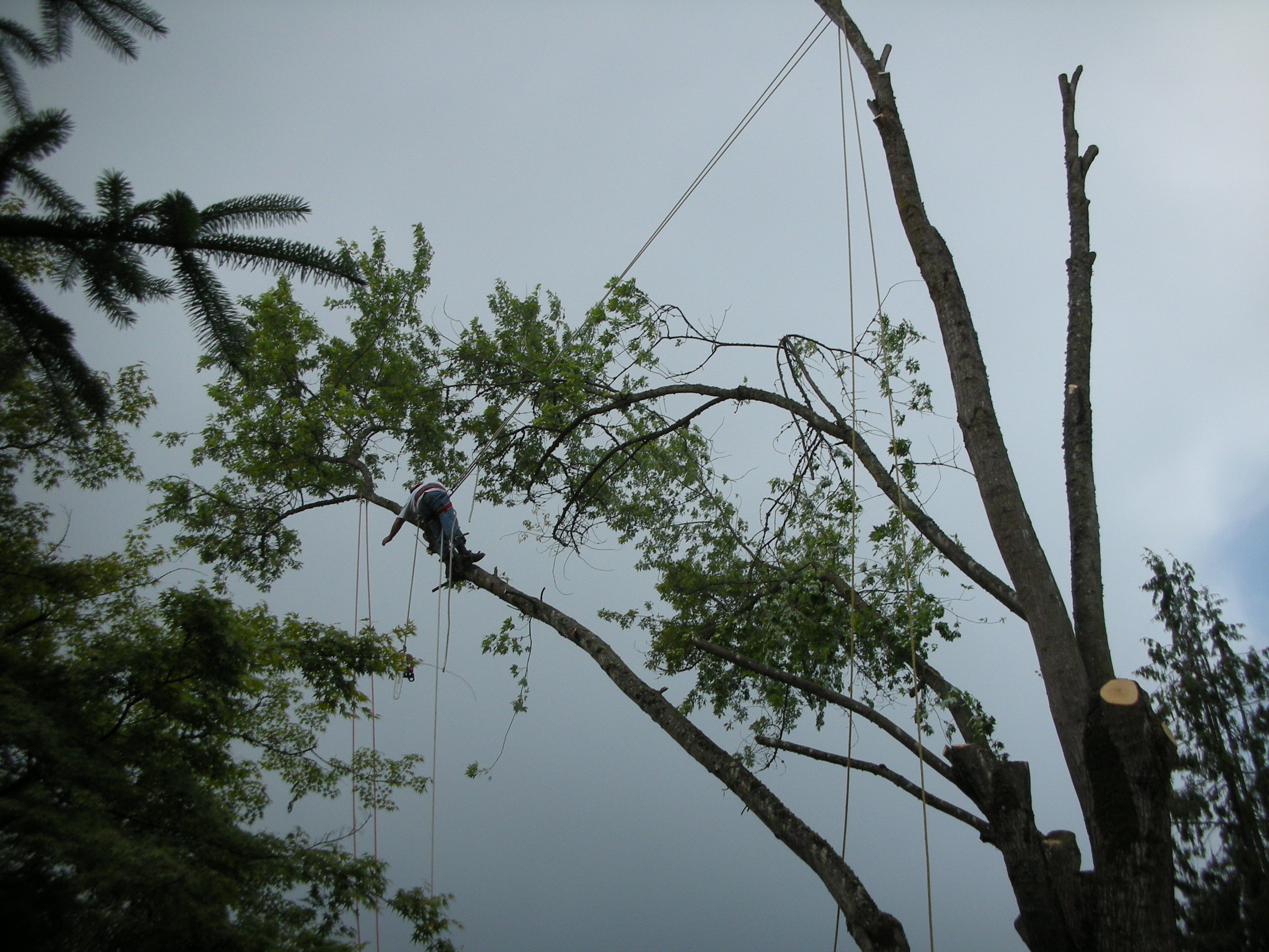 Tree Pro logo