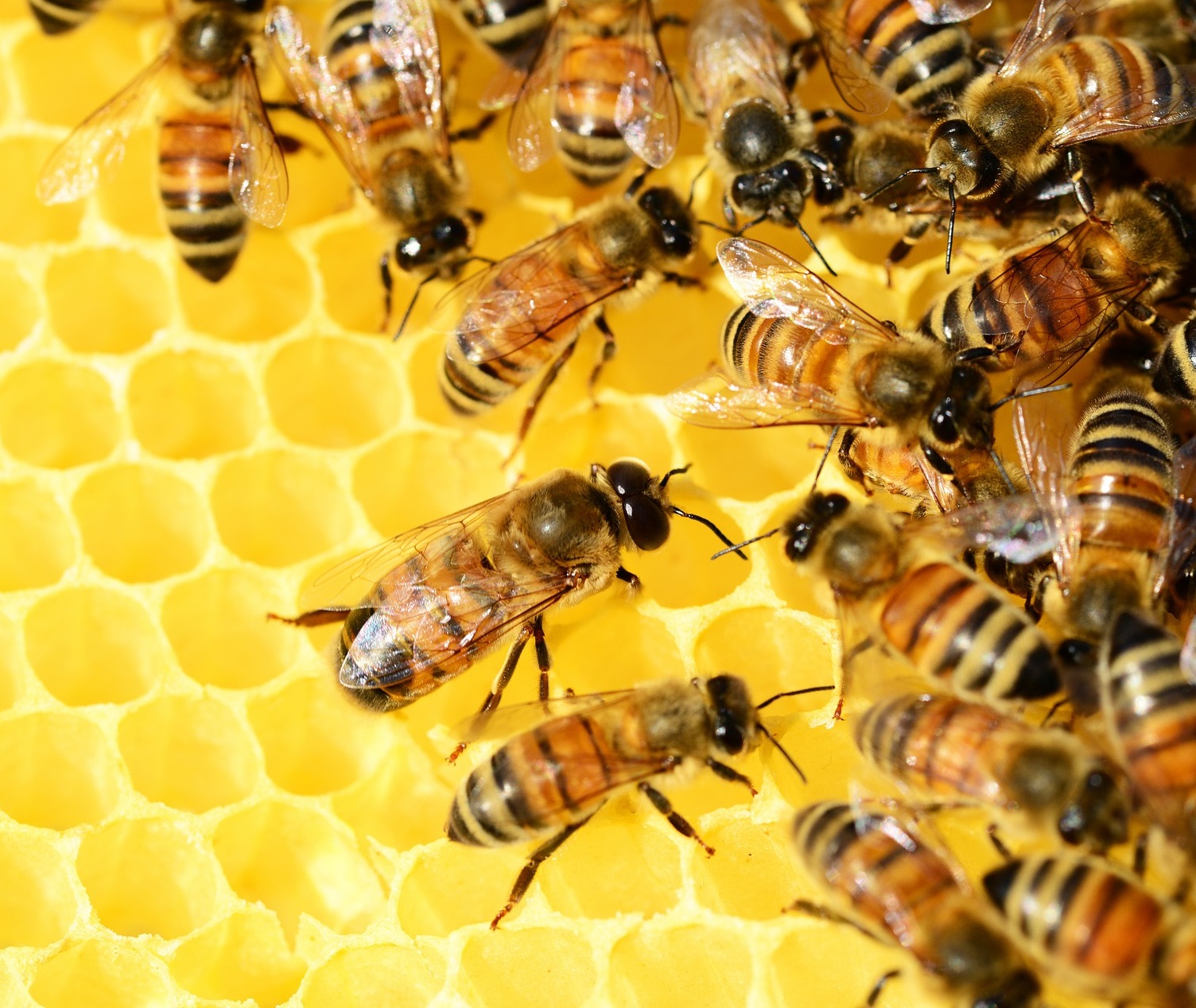 Southeast Bee Removal logo