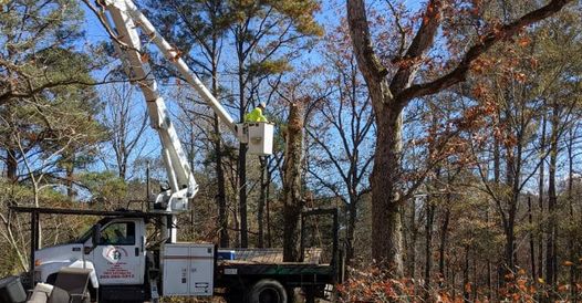 Zamora Tree Service LLC logo