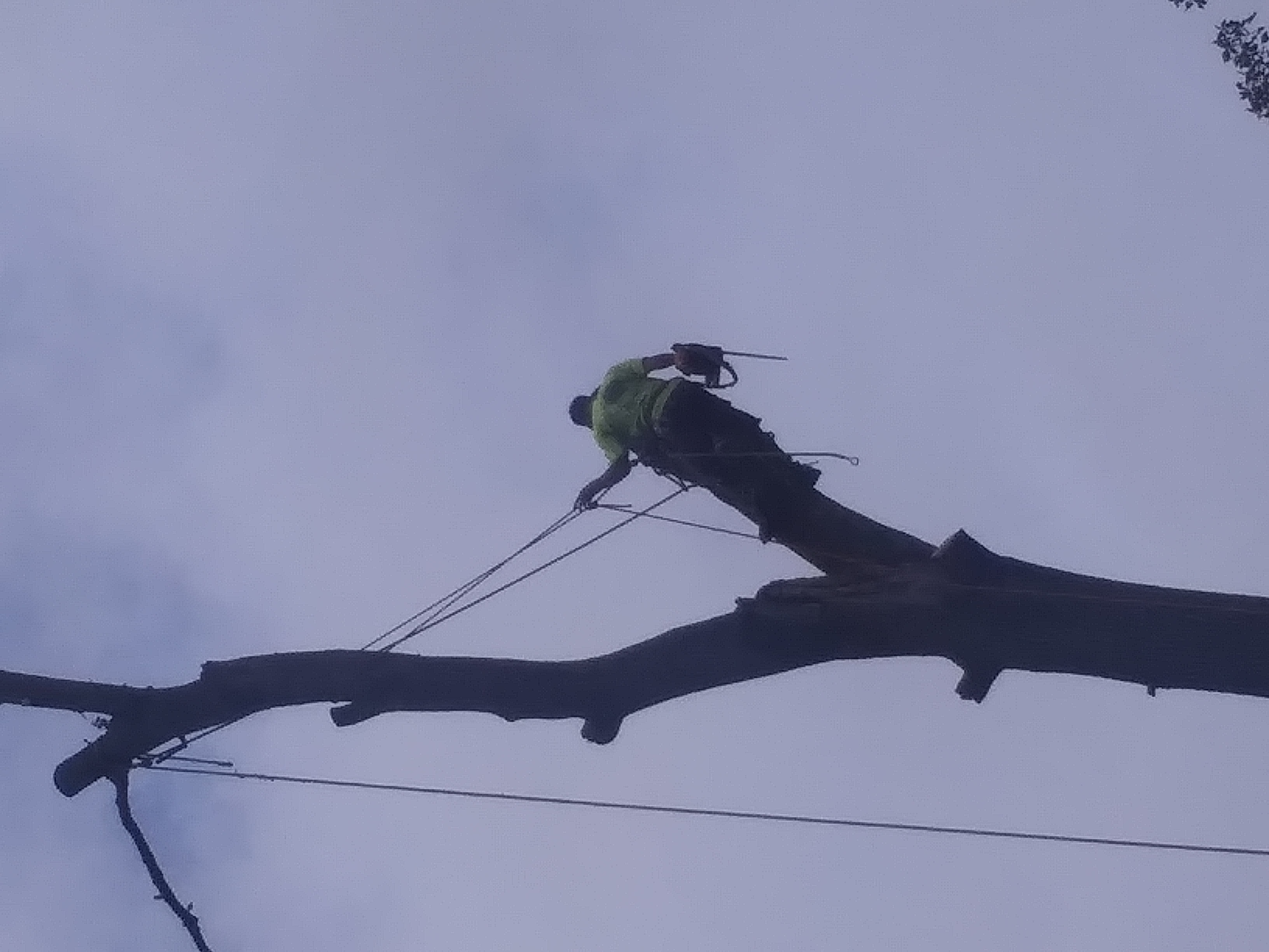 Branching Out Tree Care Experts logo