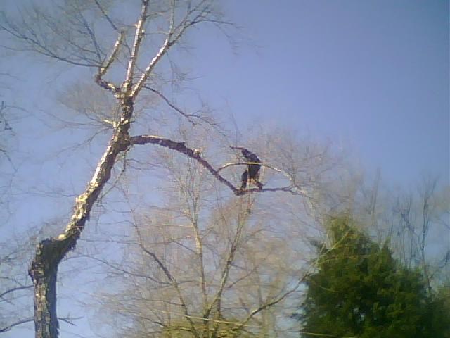 Mike's Tree Trimming & Removal of Athens Alabama logo