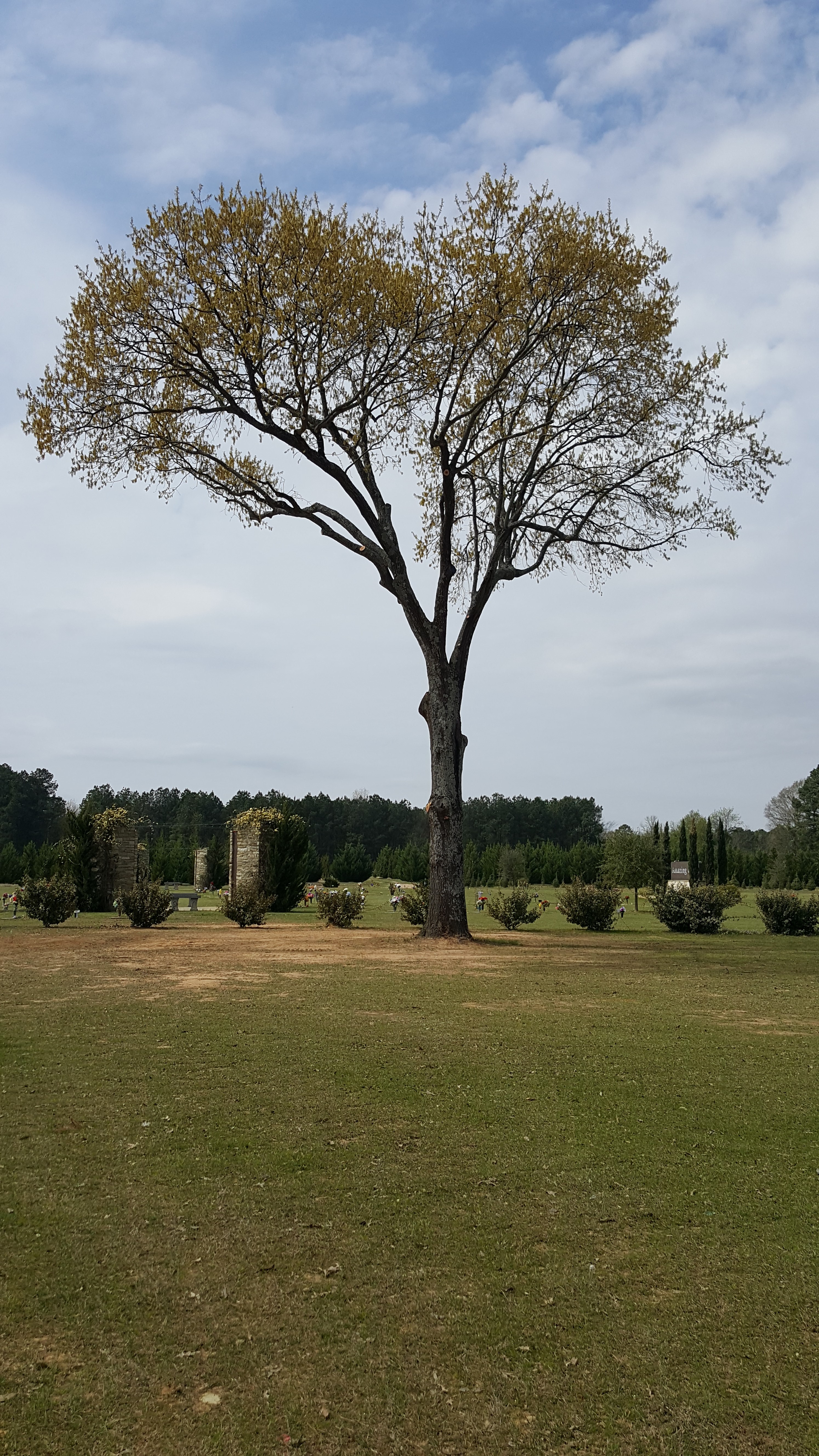 Logo for David Ousley's Tree Service