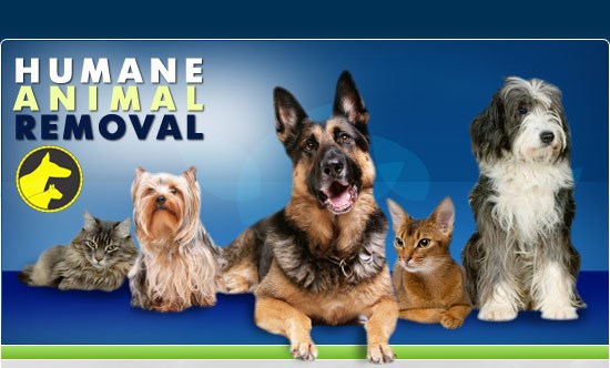 Logo for Humane Animal Removal