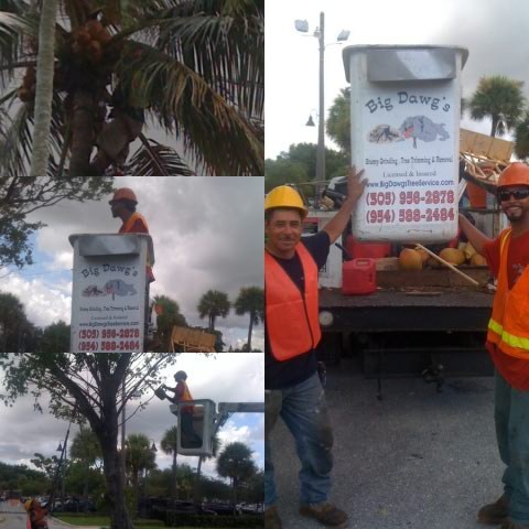 Big Dawg's Stump Grinding Services logo