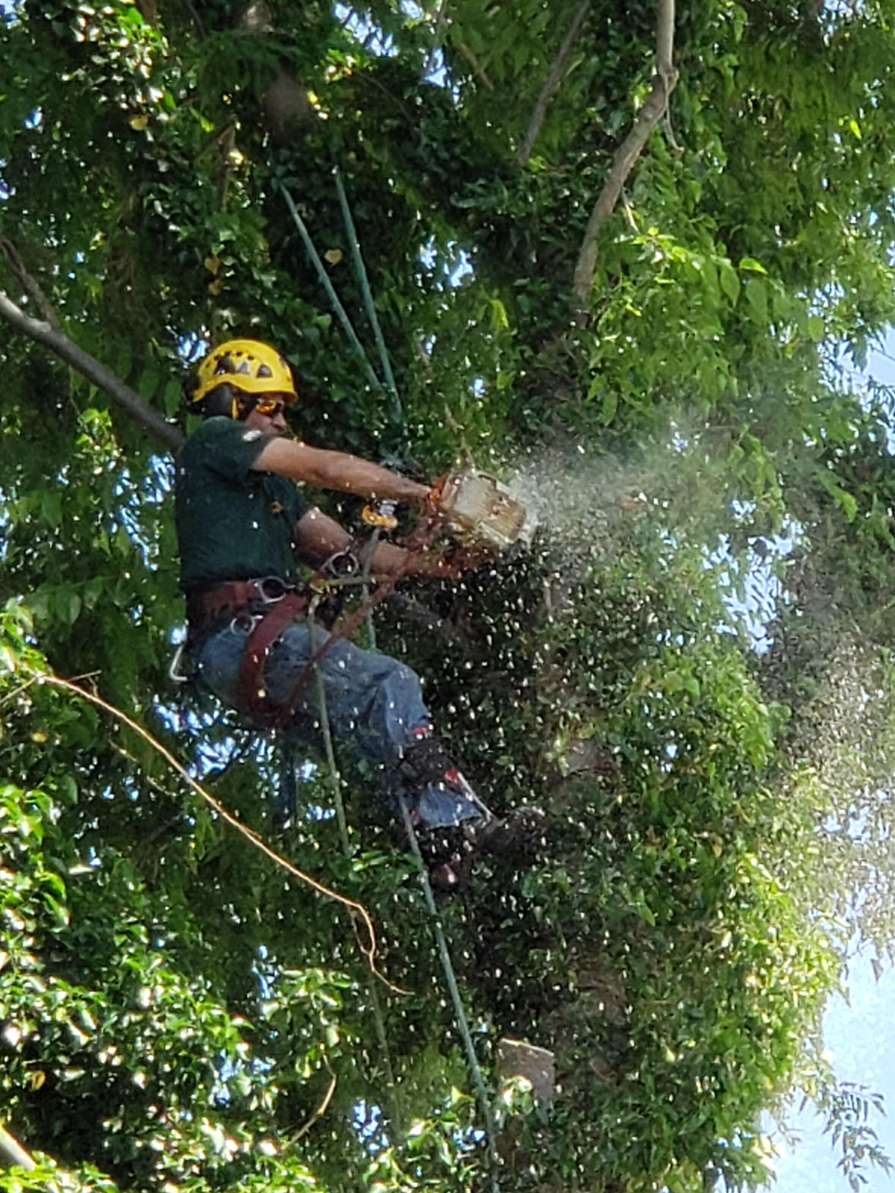 Avatar for J & W TREE SERVICE