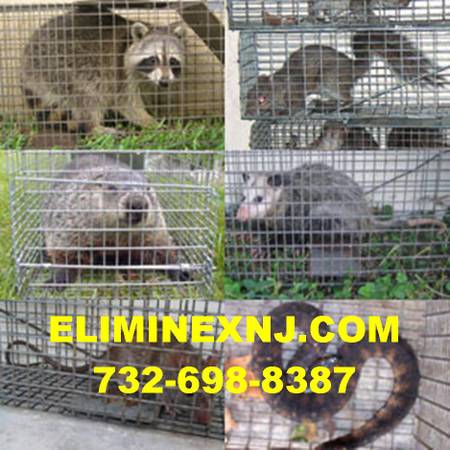Avatar for ELIMINEX EXTERMINATORS