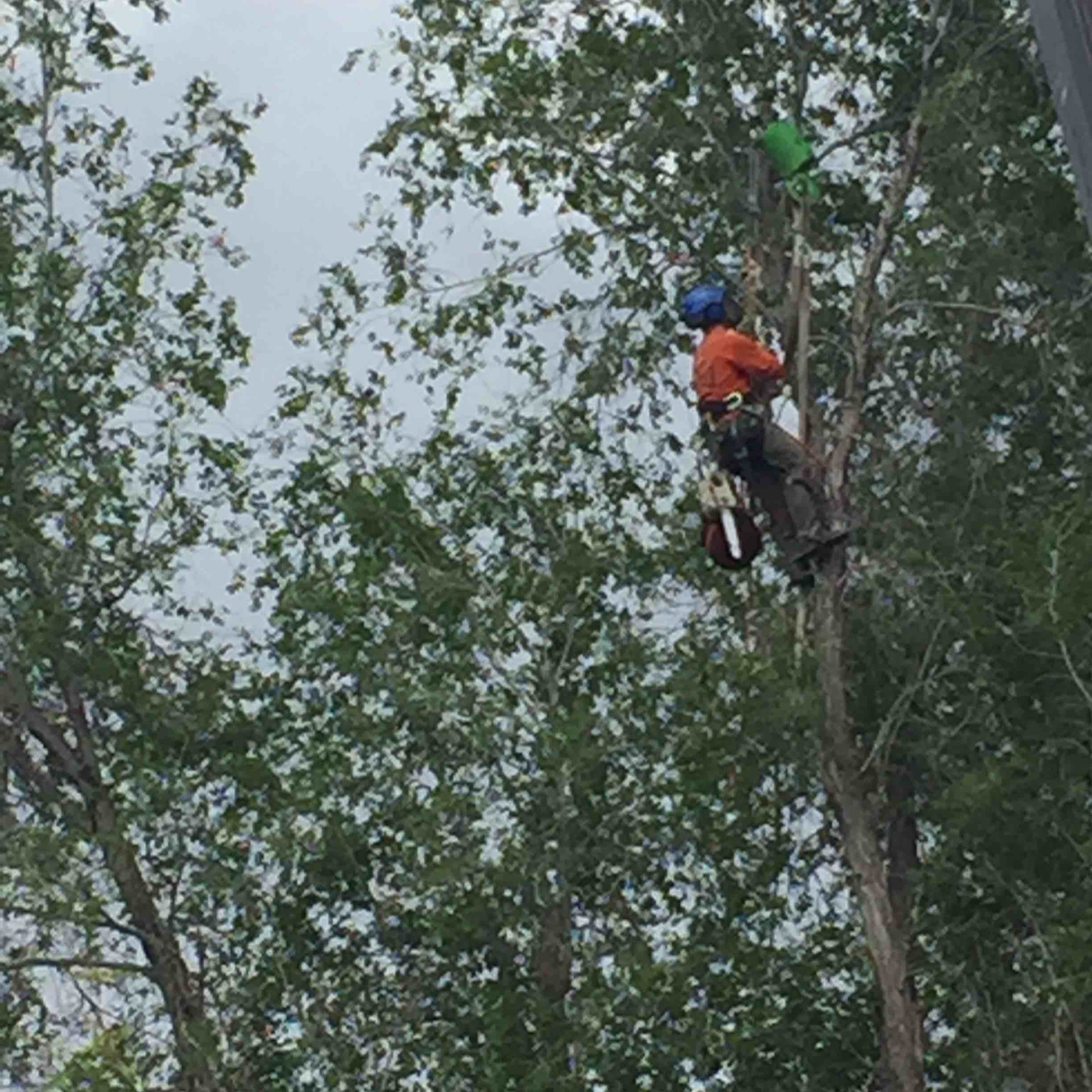 A Cut Above Tree Preservation logo