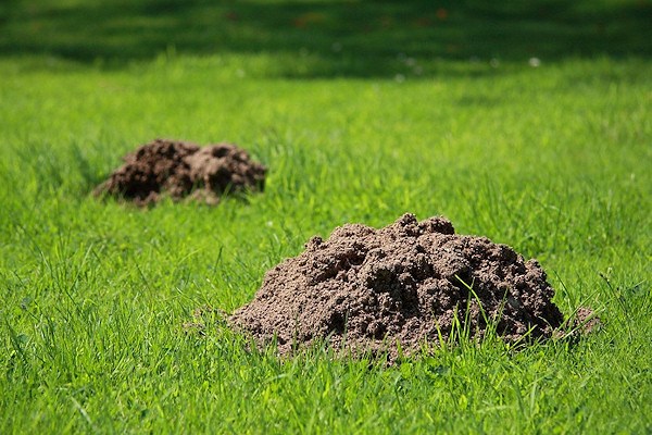 NW Mole and Gopher logo