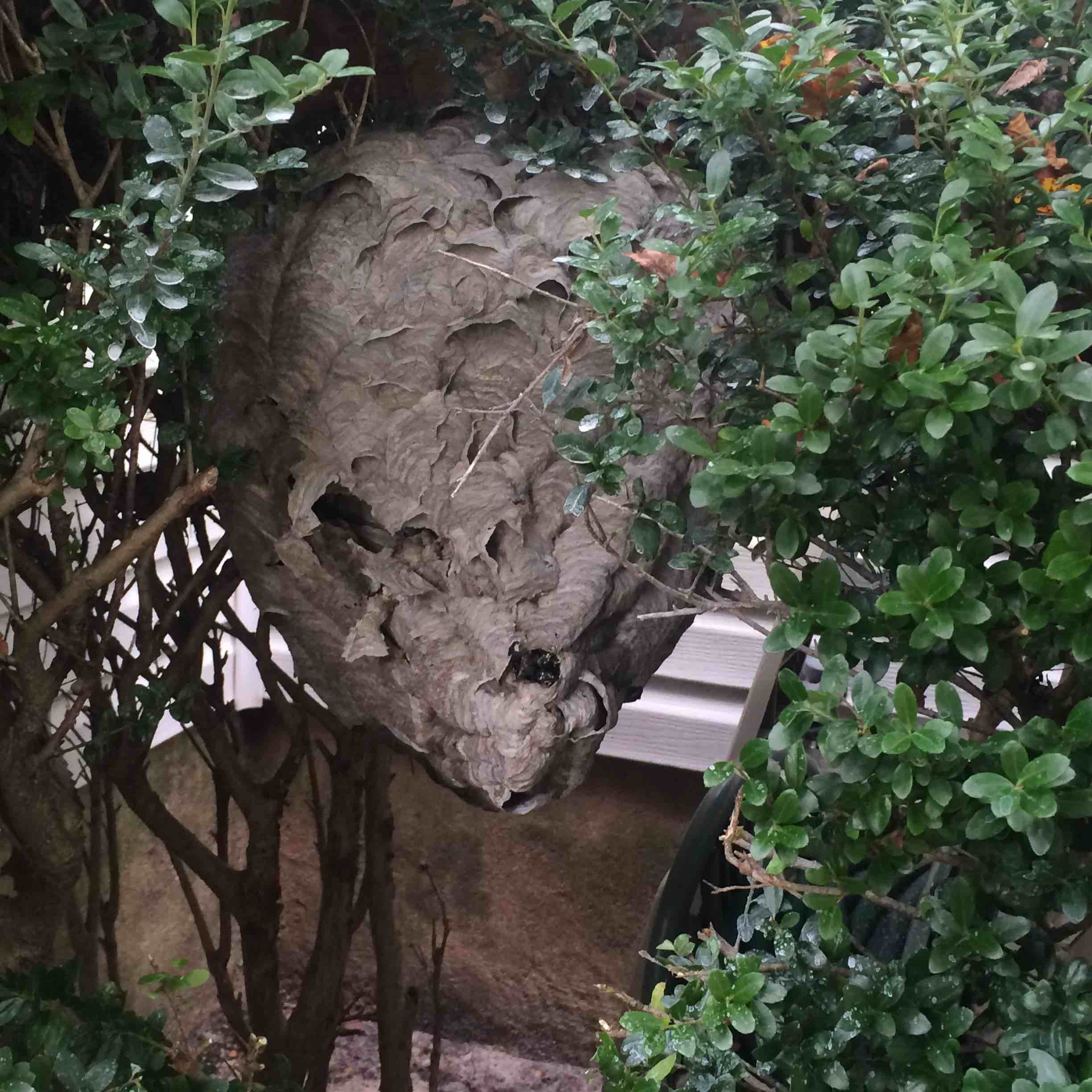 Avatar for Big Ant's Termite and Pest Control