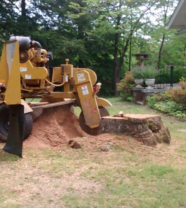 Avatar for Beene's Stump Removal