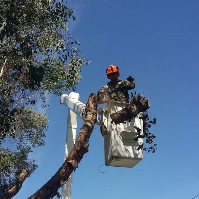 Logo for Central Valley Humble Tree Care