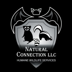 Logo for Natural Connection LLC Humane Wildlife Services