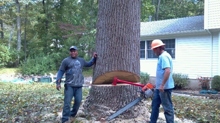 Logo for Quality Tree Care LLC