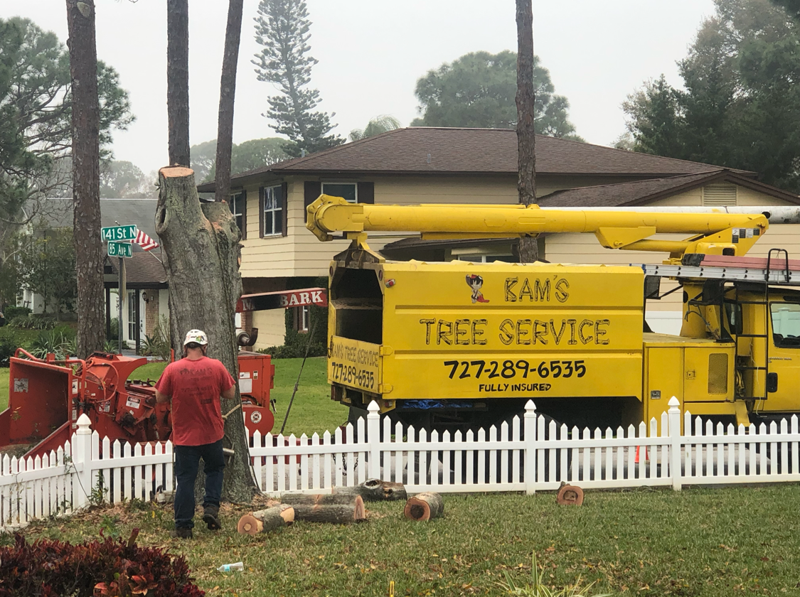 Bam's Tree Service logo