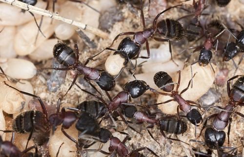 Bobbi Ray's Termites Pest Control logo