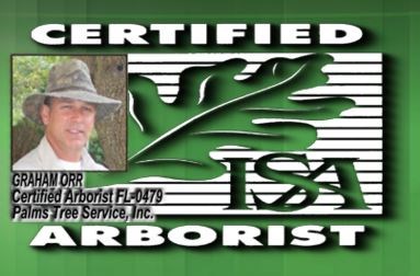 Logo for The Palms Tree Service Inc