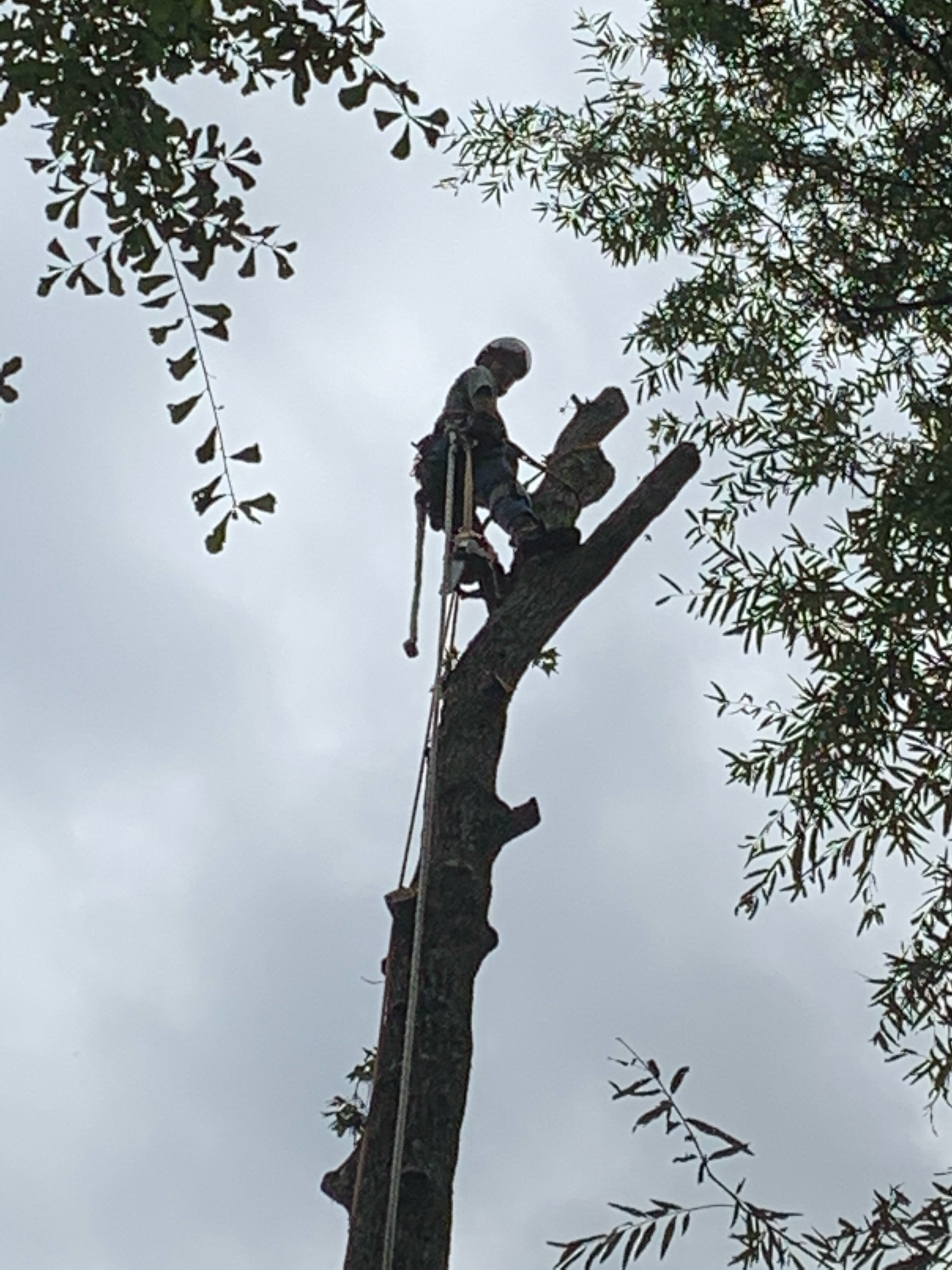 Avatar for PureGreen