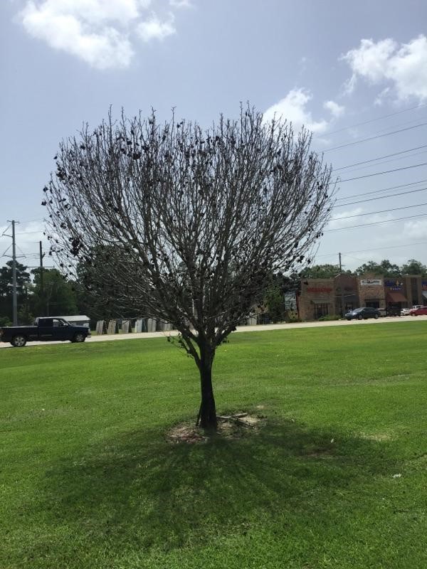 G & R Pressure Washing & Lawn Care LLC logo