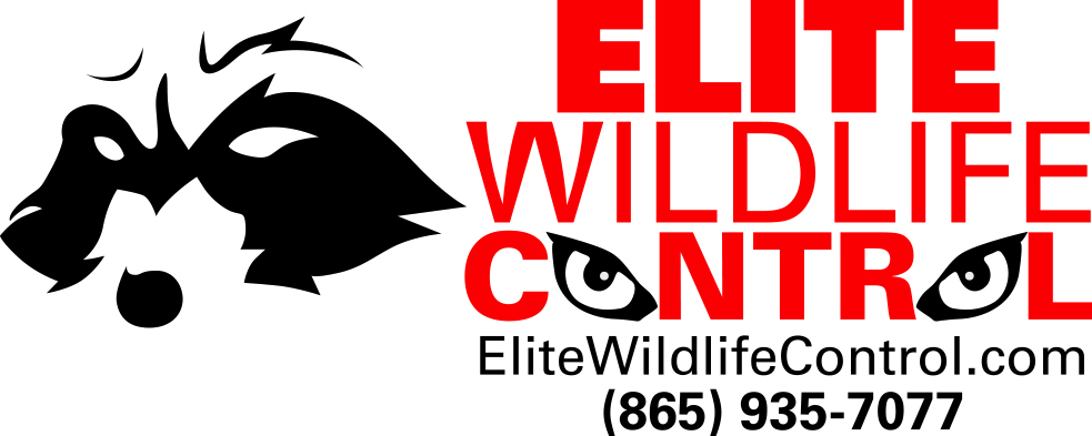 Avatar for Elite Wildlife Control
