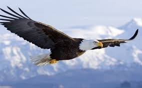 Mighty Eagle Garage Doors logo