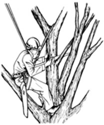 A Cut Above Tree Service logo