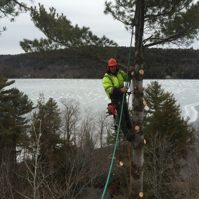 Avatar for McIntosh Forestry Services