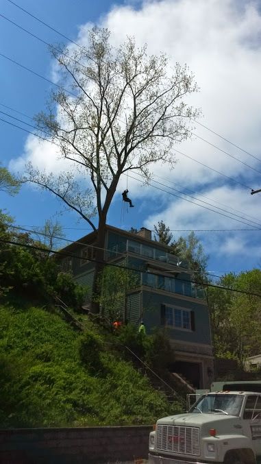 Green Leaves Tree Service logo