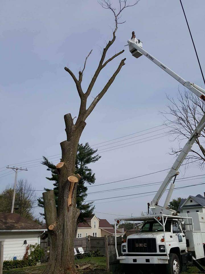 Avatar for Stormy's Tree Service, LLC
