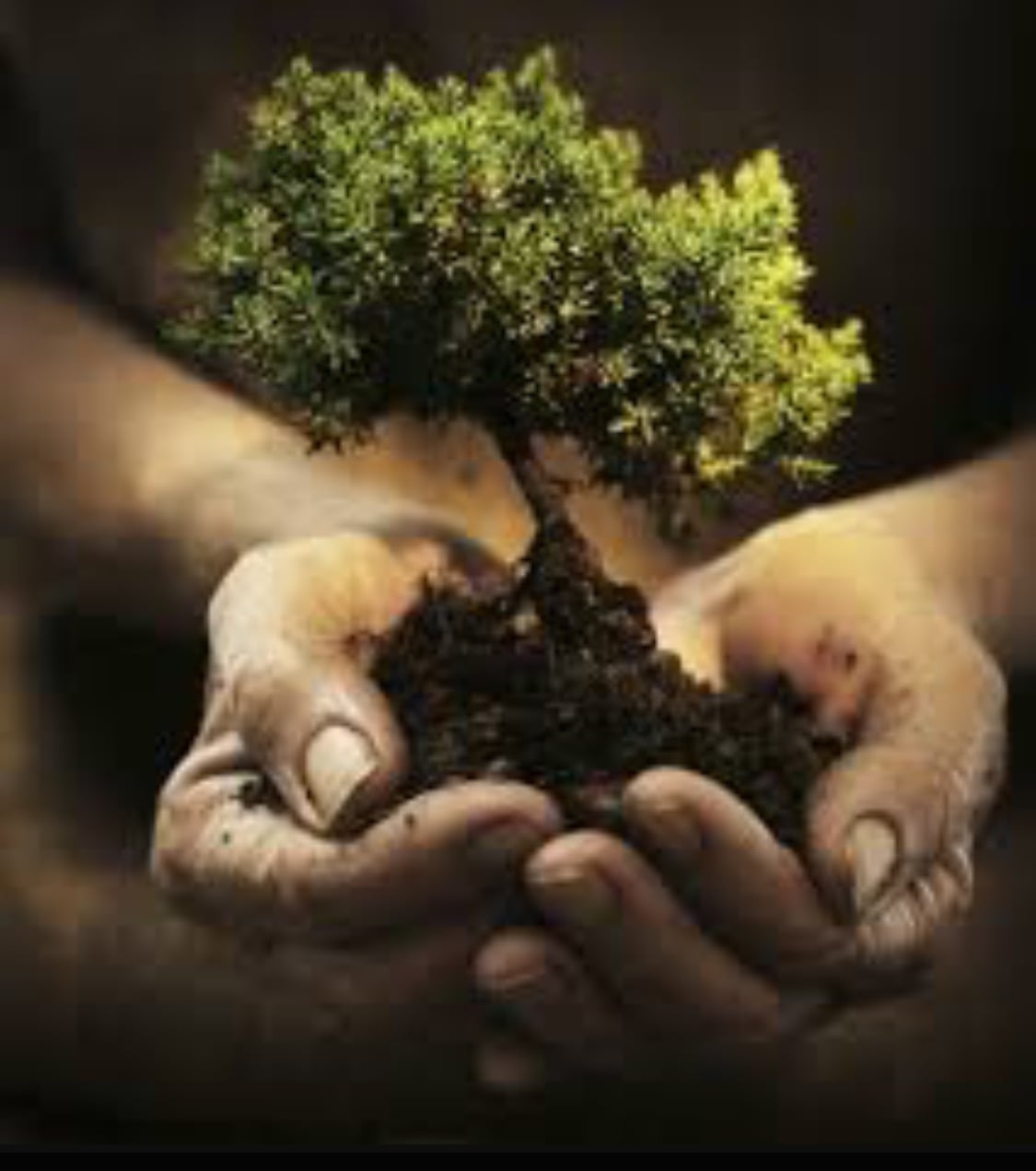 Avatar for Above and Beyond Tree and Landscape Services LLC